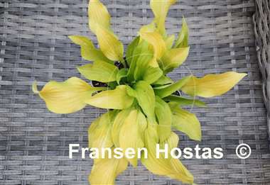 Hosta Golden Locks